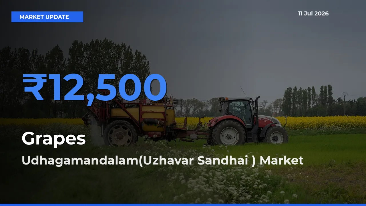 Udhagamandalam(Uzhavar Sandhai ) Records Highest ₹12,500 Rate for Grapes