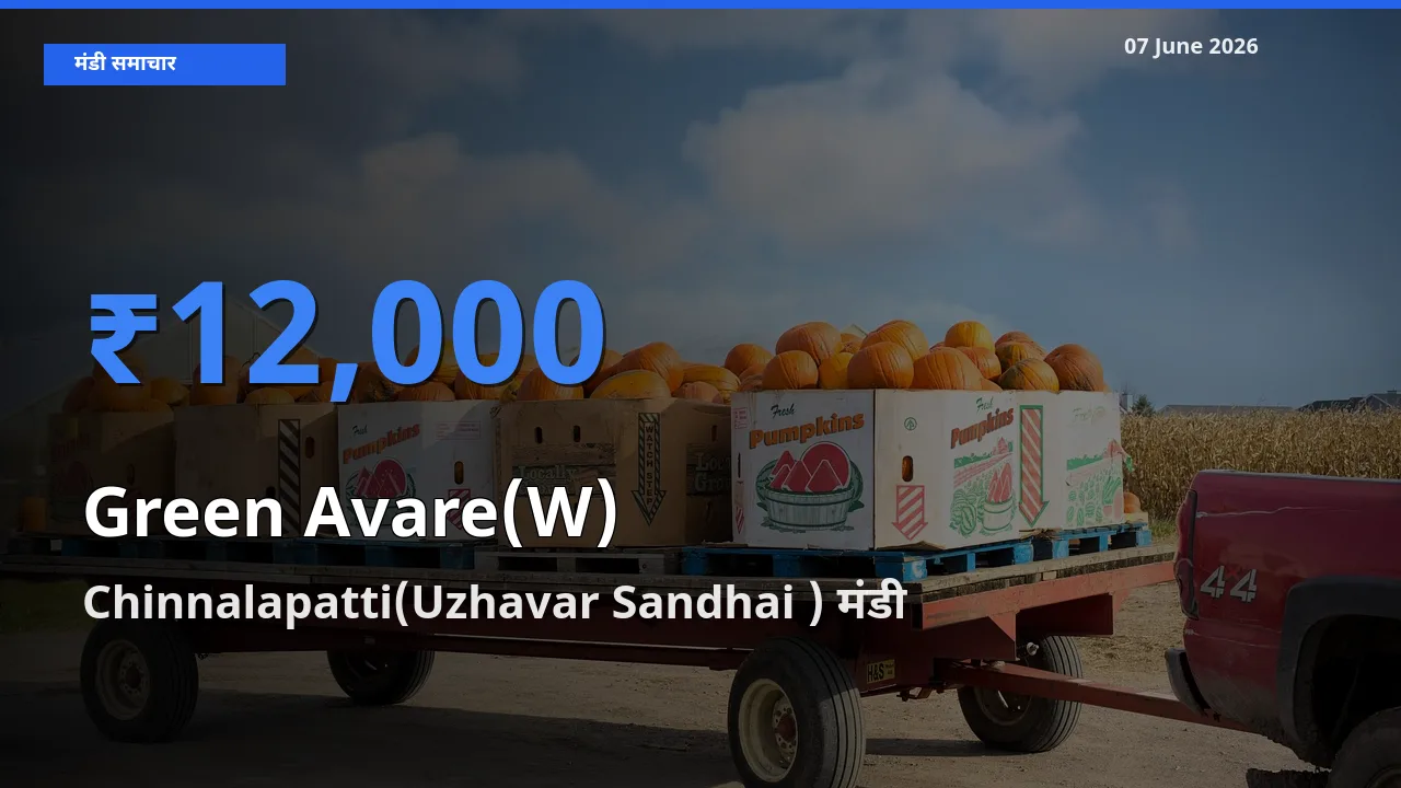 आज का मंडी भाव: हरी सेम के सबसे ज़्यादा दाम Chinnalapatti(Uzhavar Sandhai ) में