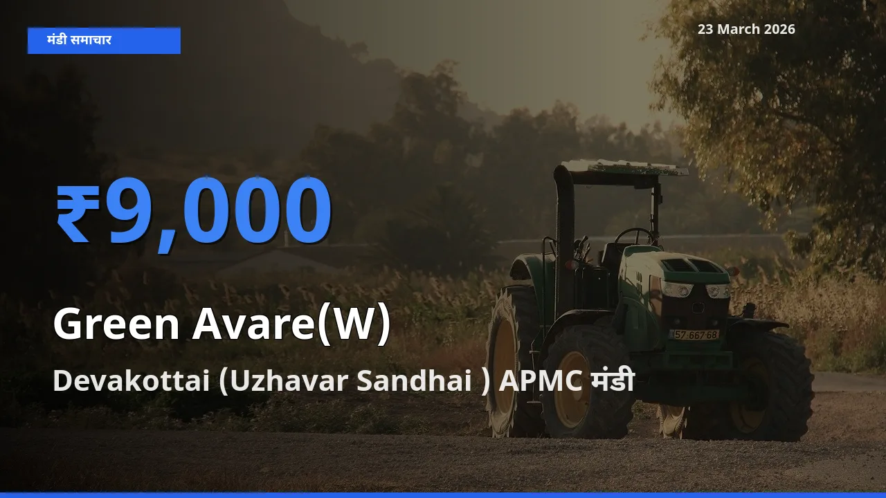 23 March अपडेट: हरी सेम के सबसे ऊँचे दाम Devakottai (Uzhavar Sandhai ) APMC मंडी में