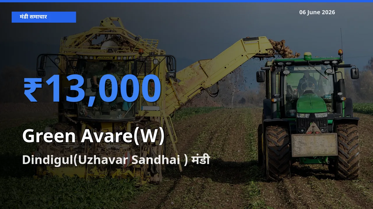 किसानों की पसंद बना Dindigul(Uzhavar Sandhai ), हरी सेम के सबसे अच्छे दाम