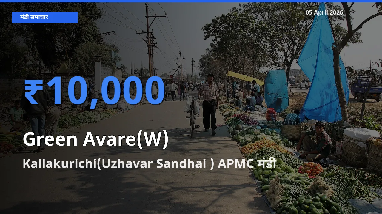 बाज़ार संकेत: Kallakurichi(Uzhavar Sandhai ) APMC बना हरी सेम के लिए आज की टॉप मंडी