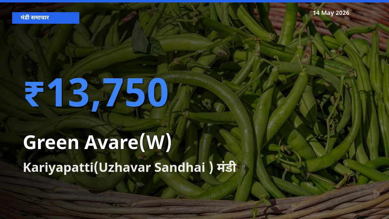 आज का मंडी भाव: हरी सेम के सबसे ज़्यादा दाम Kariyapatti(Uzhavar Sandhai ) में