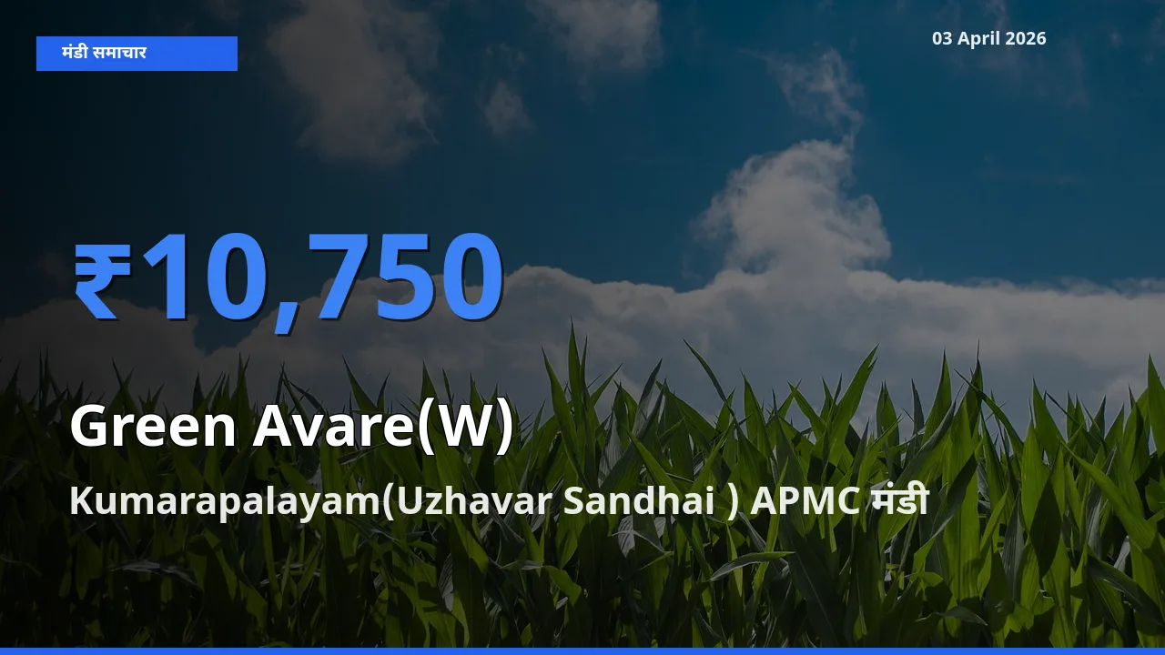 बाज़ार संकेत: Kumarapalayam(Uzhavar Sandhai ) APMC बना हरी सेम के लिए आज की टॉप मंडी
