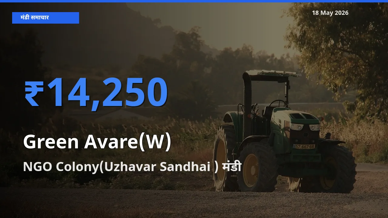 NGO Colony(Uzhavar Sandhai ) मंडी में आज हरी सेम के सबसे ऊँचे दाम दर्ज