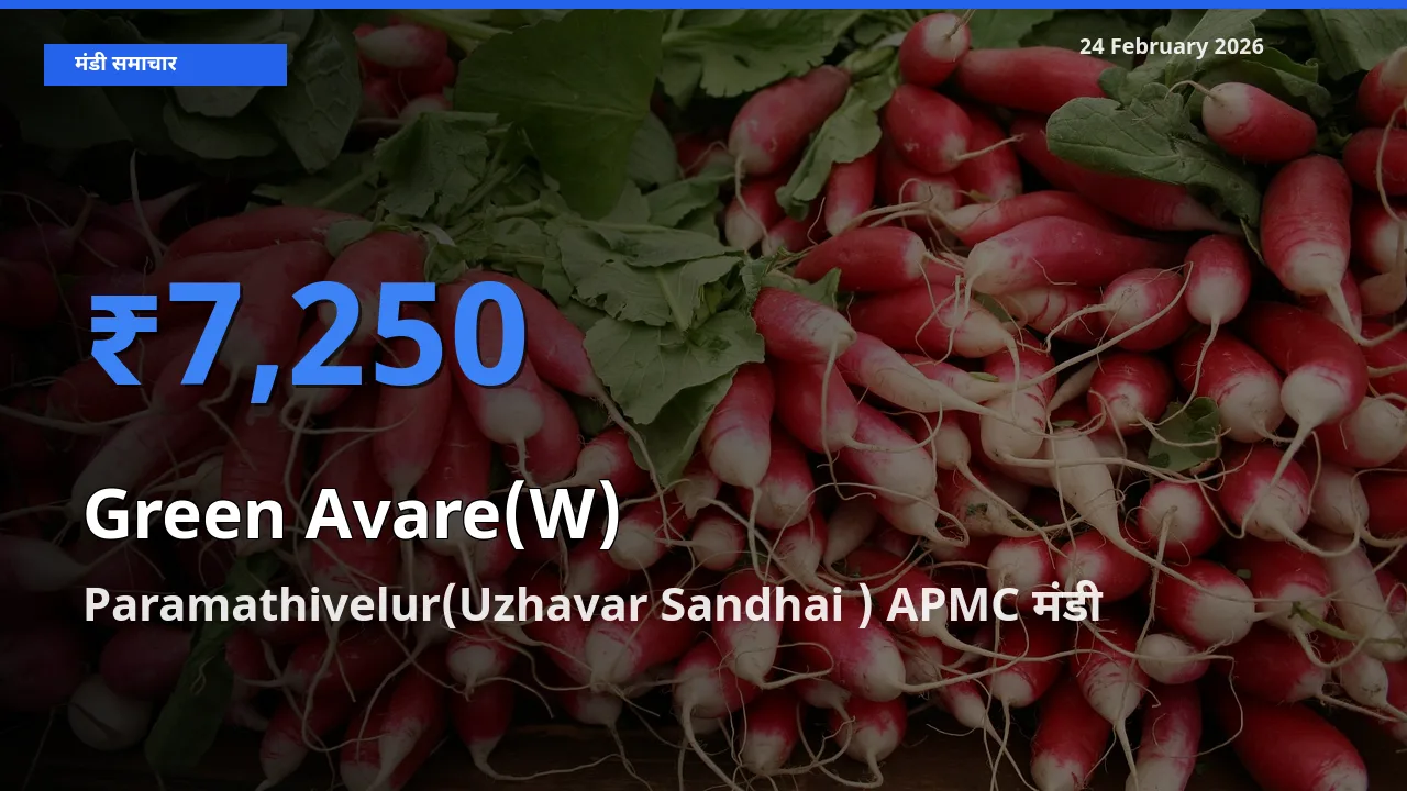 आज Green Avare(W) के सबसे ऊँचे दाम ₹7,250 Paramathivelur(Uzhavar Sandhai ) APMC मंडी में