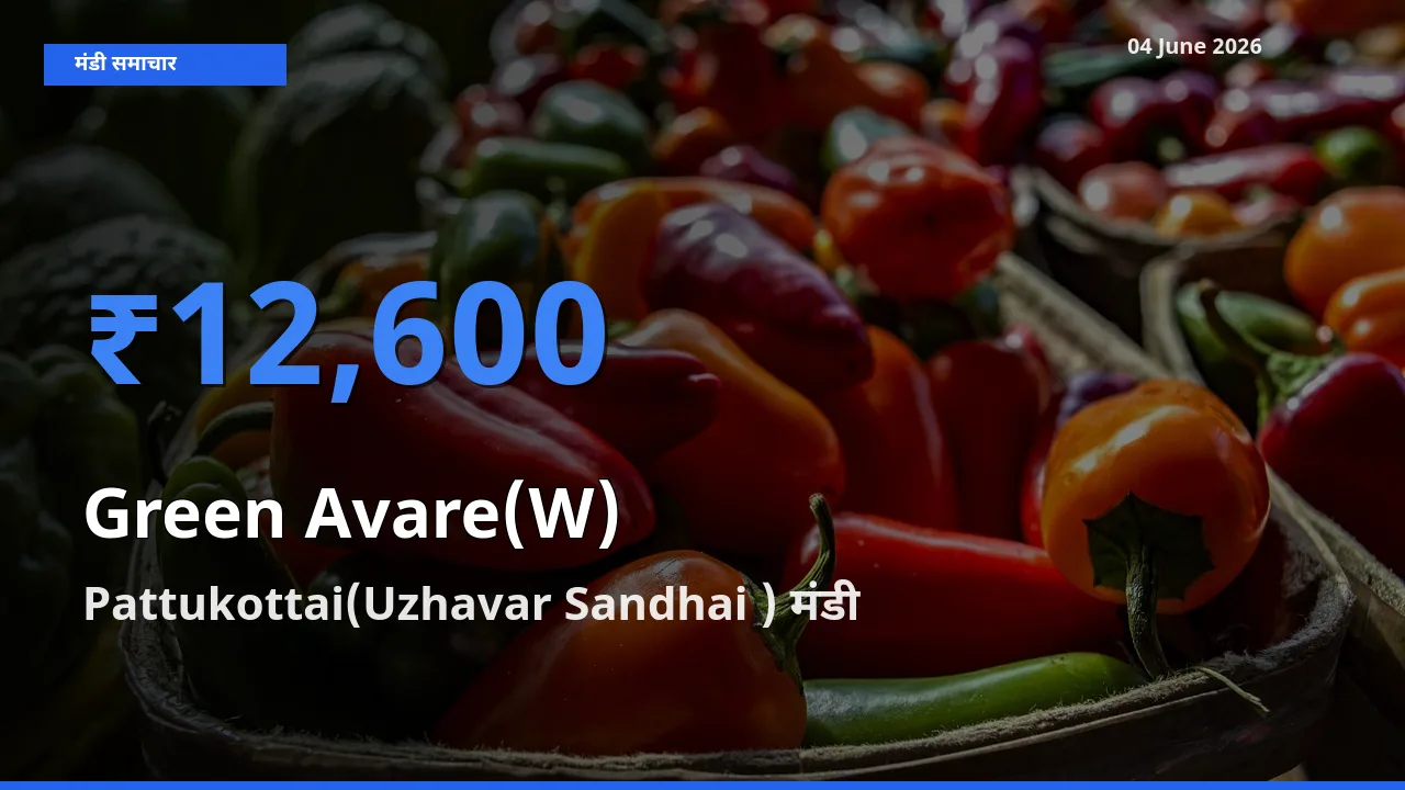 Pattukottai(Uzhavar Sandhai ) में हरी सेम का आज सबसे ऊँचा भाव
