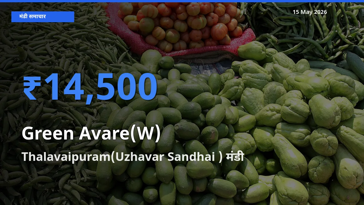 Thalavaipuram(Uzhavar Sandhai ) मंडी में हरी सेम ₹14,500 पर पहुँचा – आज का सर्वोच्च भाव