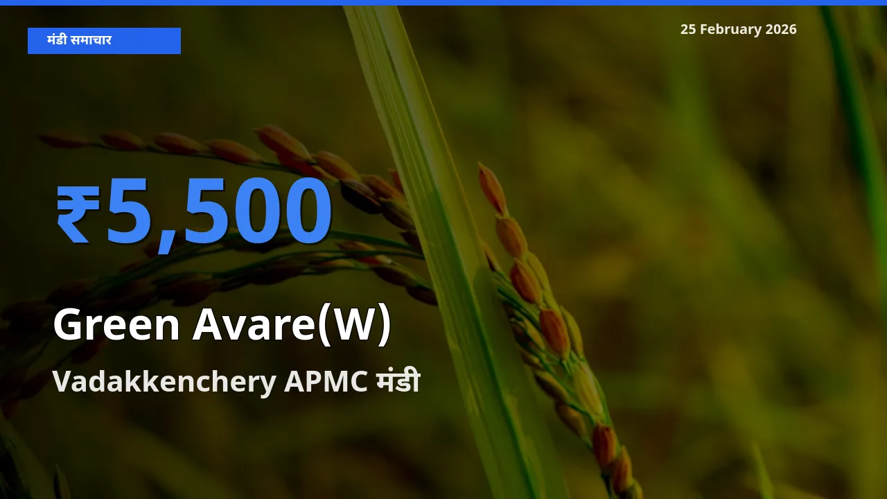 आज Green Avare(W) के सबसे ज़्यादा दाम Vadakkenchery APMC मंडी में दर्ज