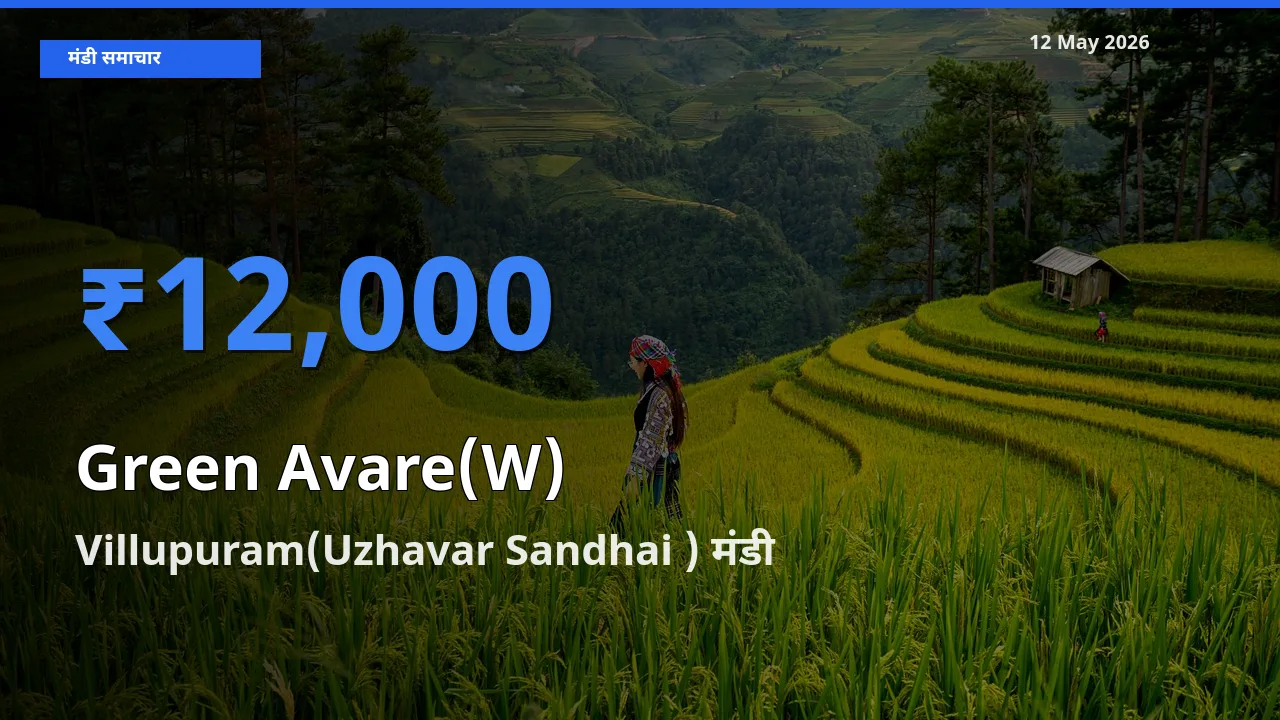 आज हरी सेम के सबसे ज़्यादा दाम Villupuram(Uzhavar Sandhai ) मंडी में दर्ज