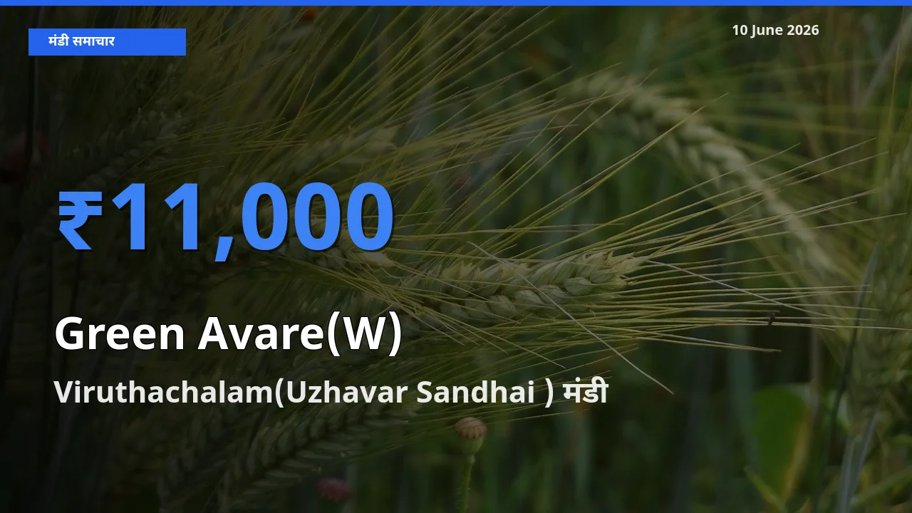 10 June अपडेट: हरी सेम के सबसे ऊँचे दाम Viruthachalam(Uzhavar Sandhai ) मंडी में