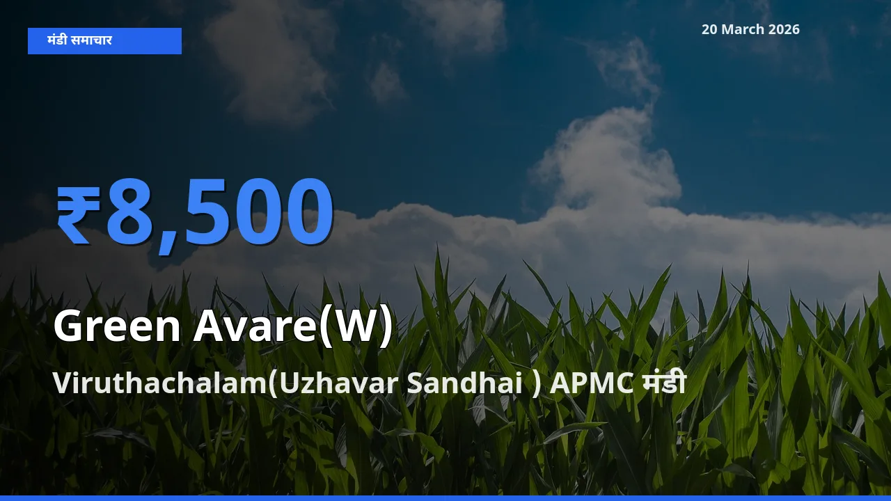 आज हरी सेम के सबसे ऊँचे दाम ₹8,500 Viruthachalam(Uzhavar Sandhai ) APMC मंडी में