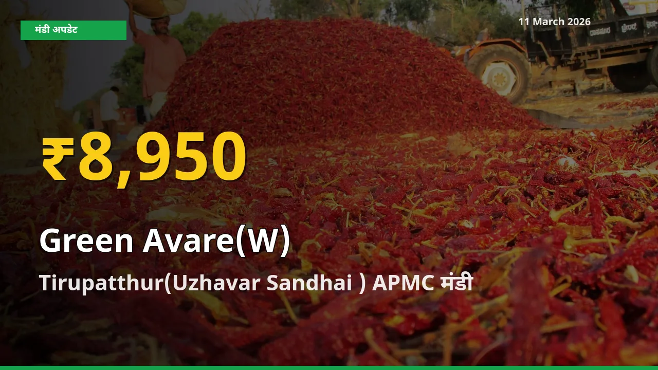 हरी सेम के दामों ने बनाया नया रिकॉर्ड, Tirupatthur(Uzhavar Sandhai ) APMC में तेज़ी