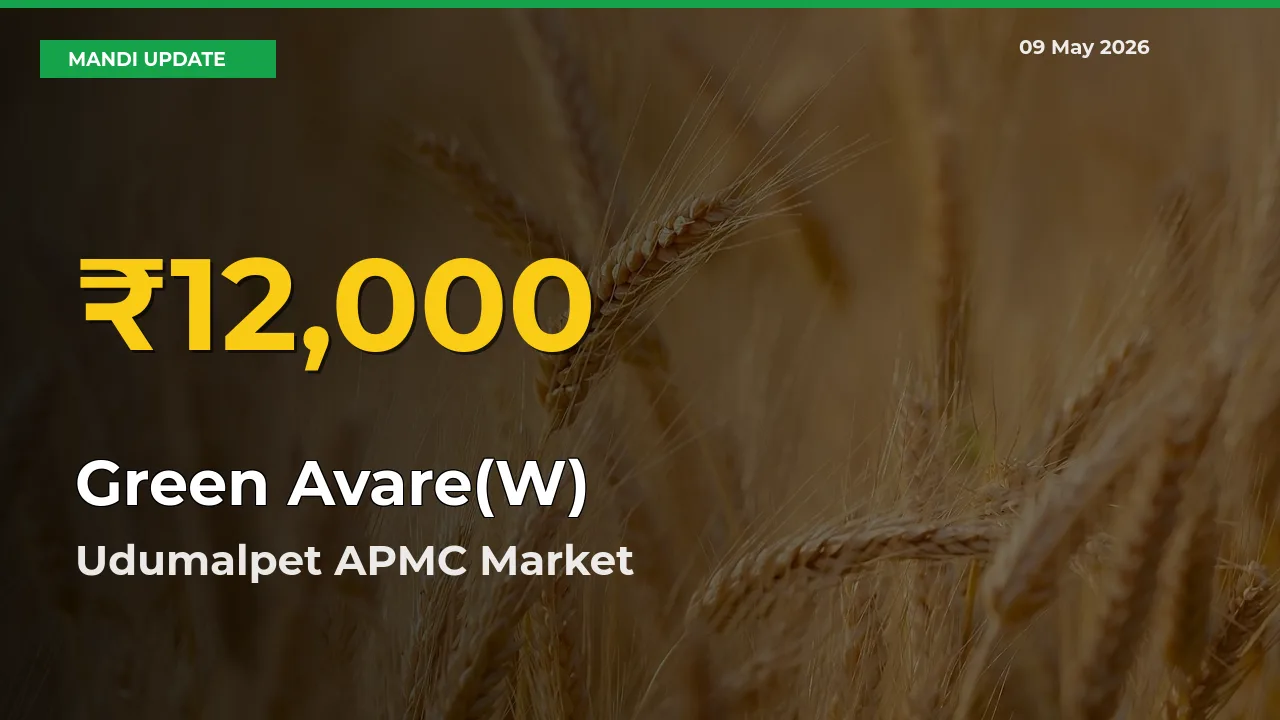 Why Green Avare(W) Prices Are Climbing in Udumalpet APMC – Today’s New High Explained