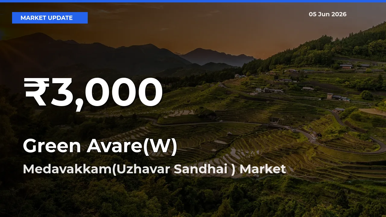 Sharp Fall! Green Avare(W) Prices Drop to 30-Day Low in Medavakkam(Uzhavar Sandhai )