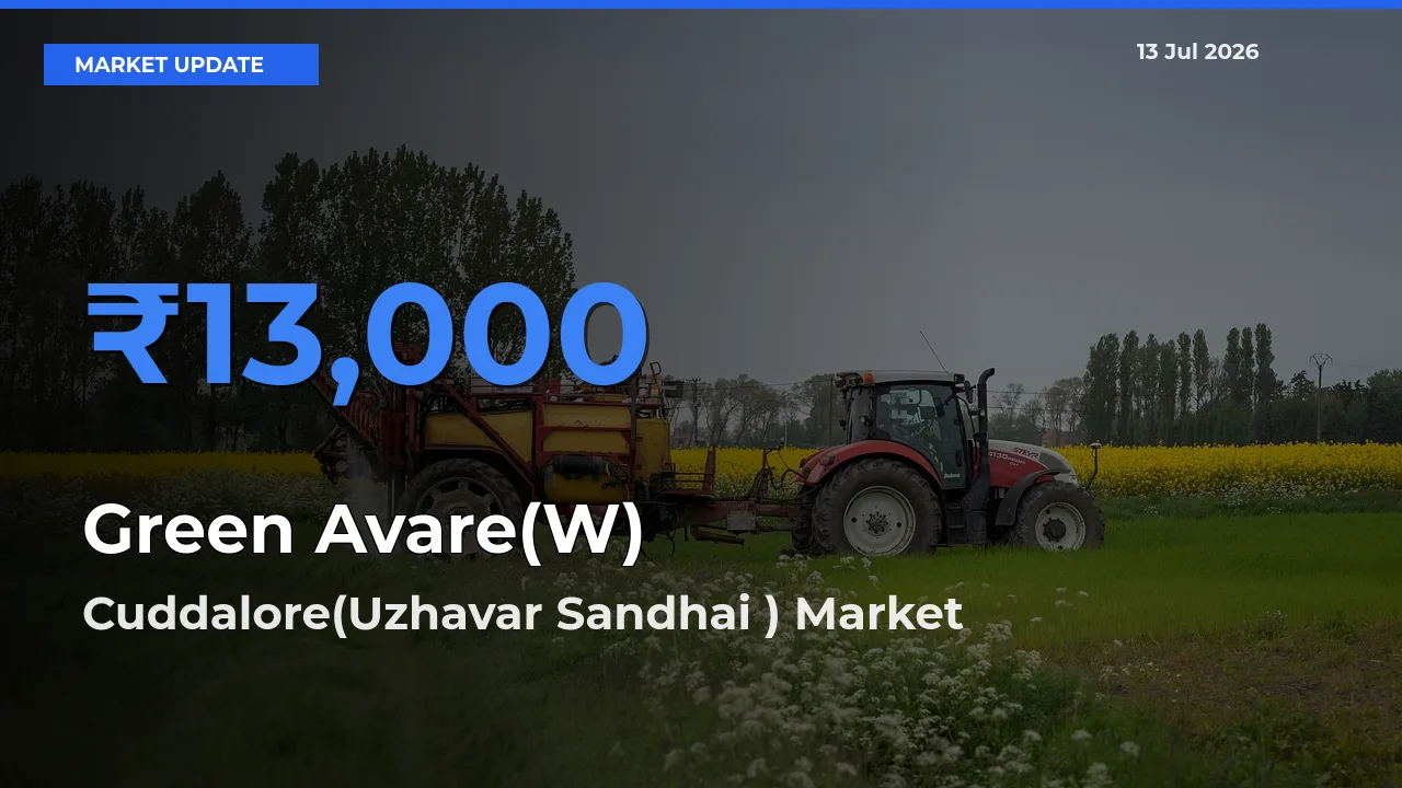 Farmers Prefer Cuddalore(Uzhavar Sandhai ) as Green Avare(W) Hits Highest Rate