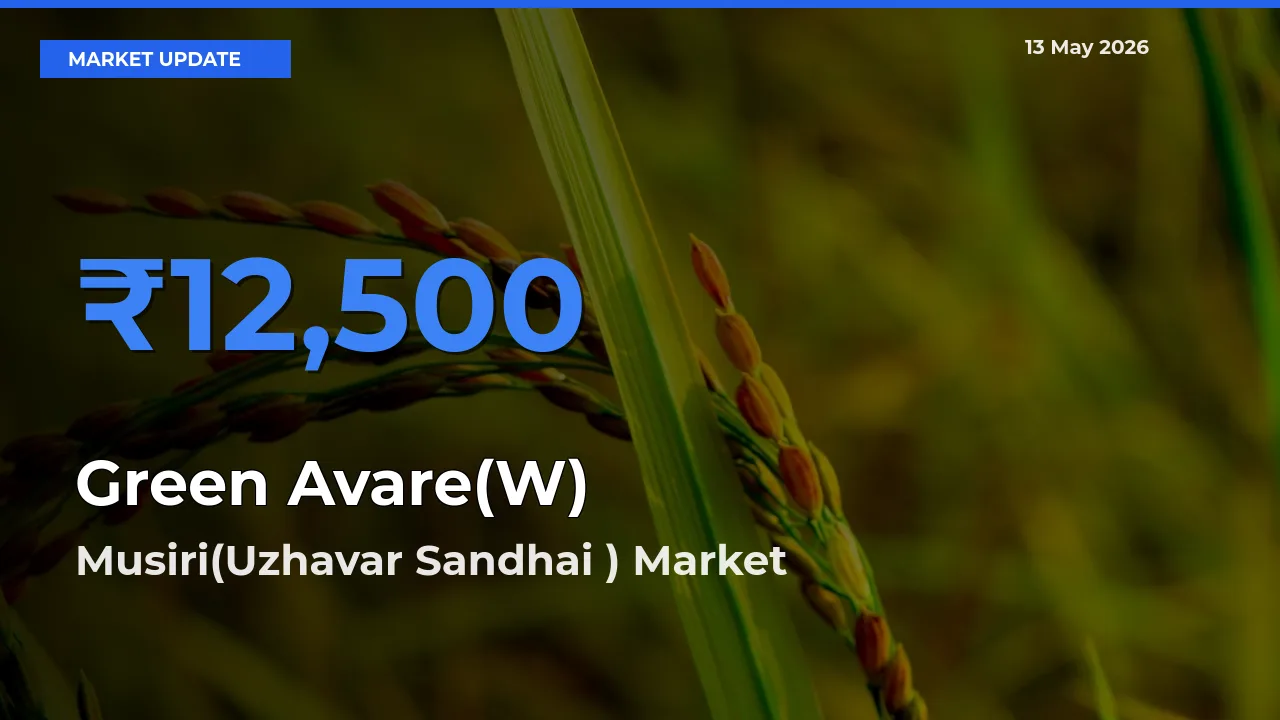 Green Avare(W) Mandi Rate Today: Musiri(Uzhavar Sandhai ) Tops the List
