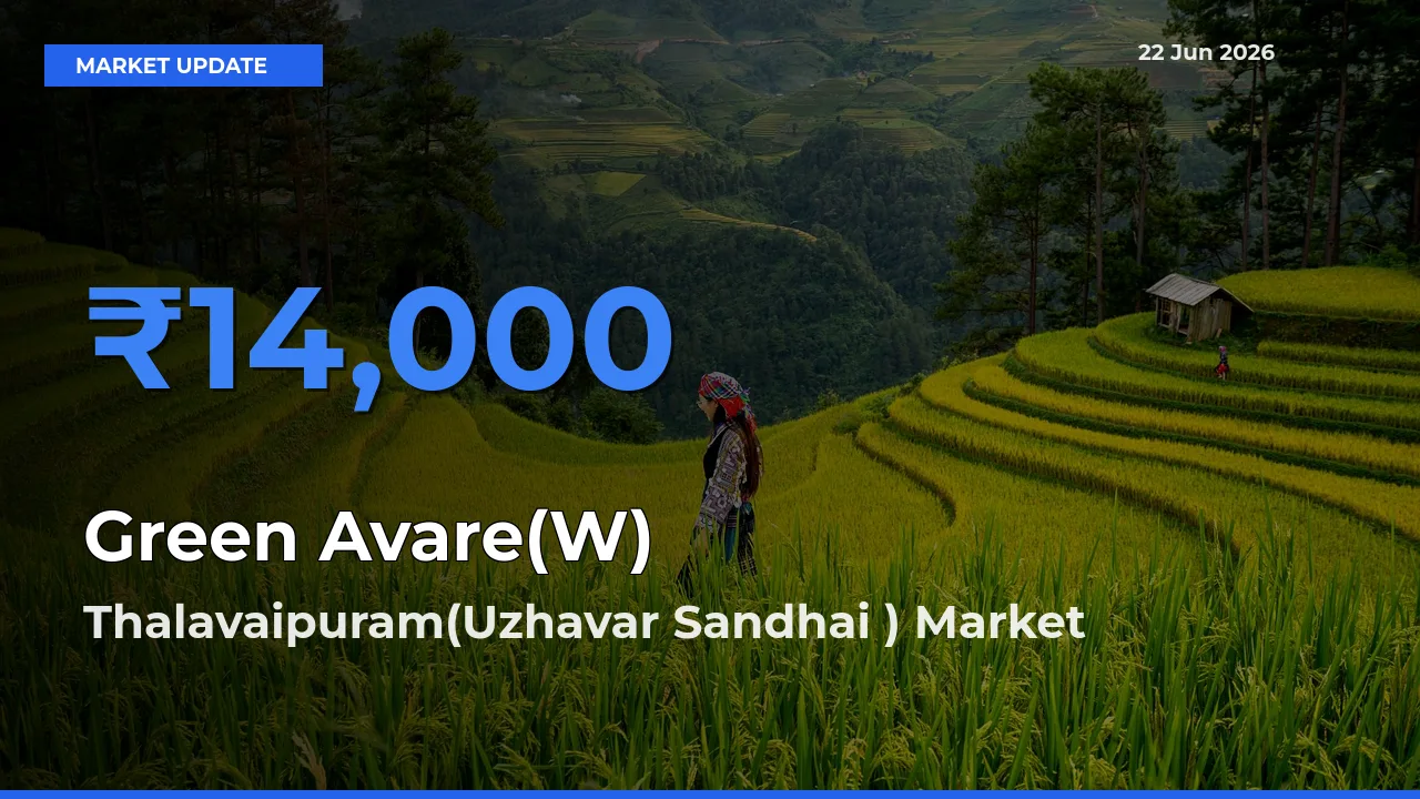 Green Avare(W) Mandi Rate Today: Thalavaipuram(Uzhavar Sandhai ) Tops the List