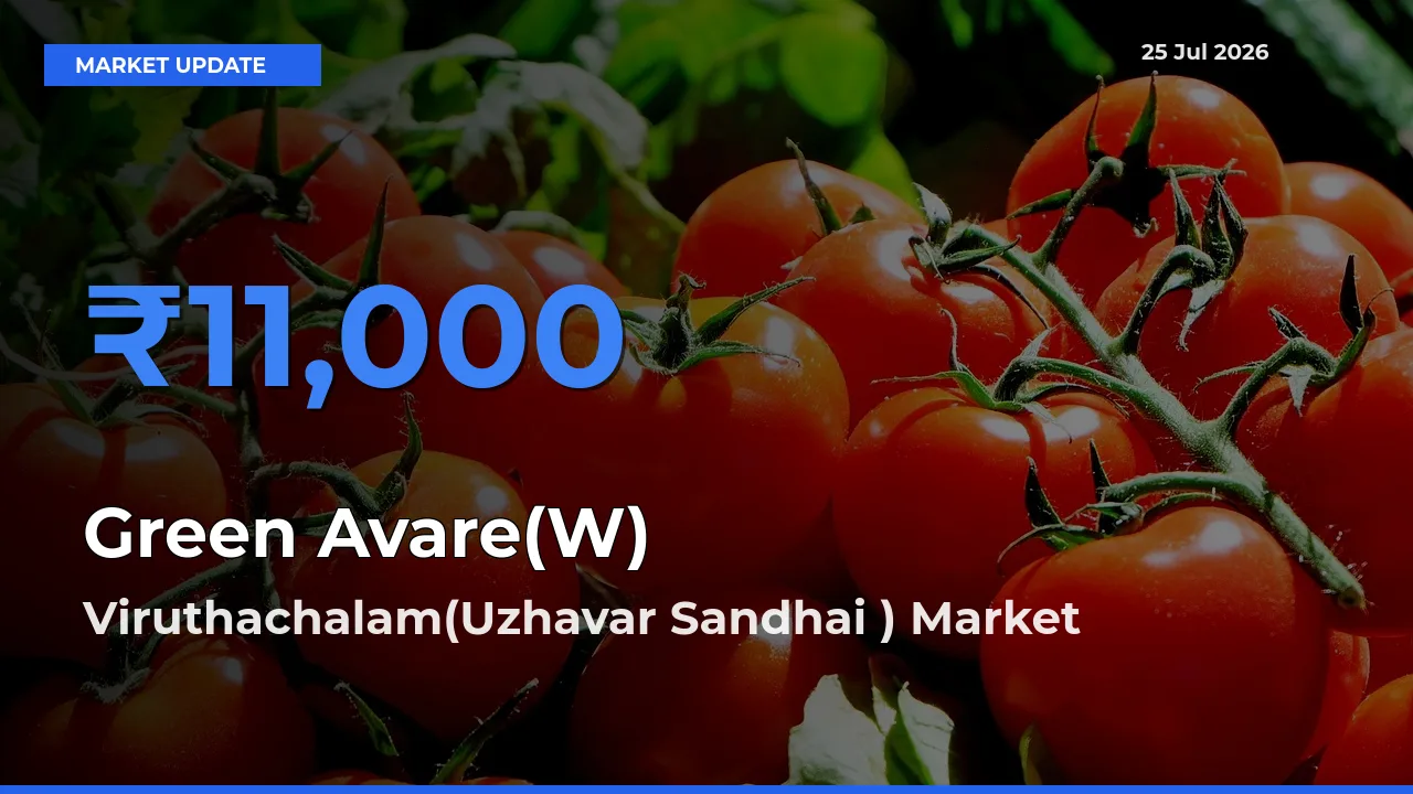 Market Watch: Viruthachalam(Uzhavar Sandhai ) Becomes Top Mandi for Green Avare(W)