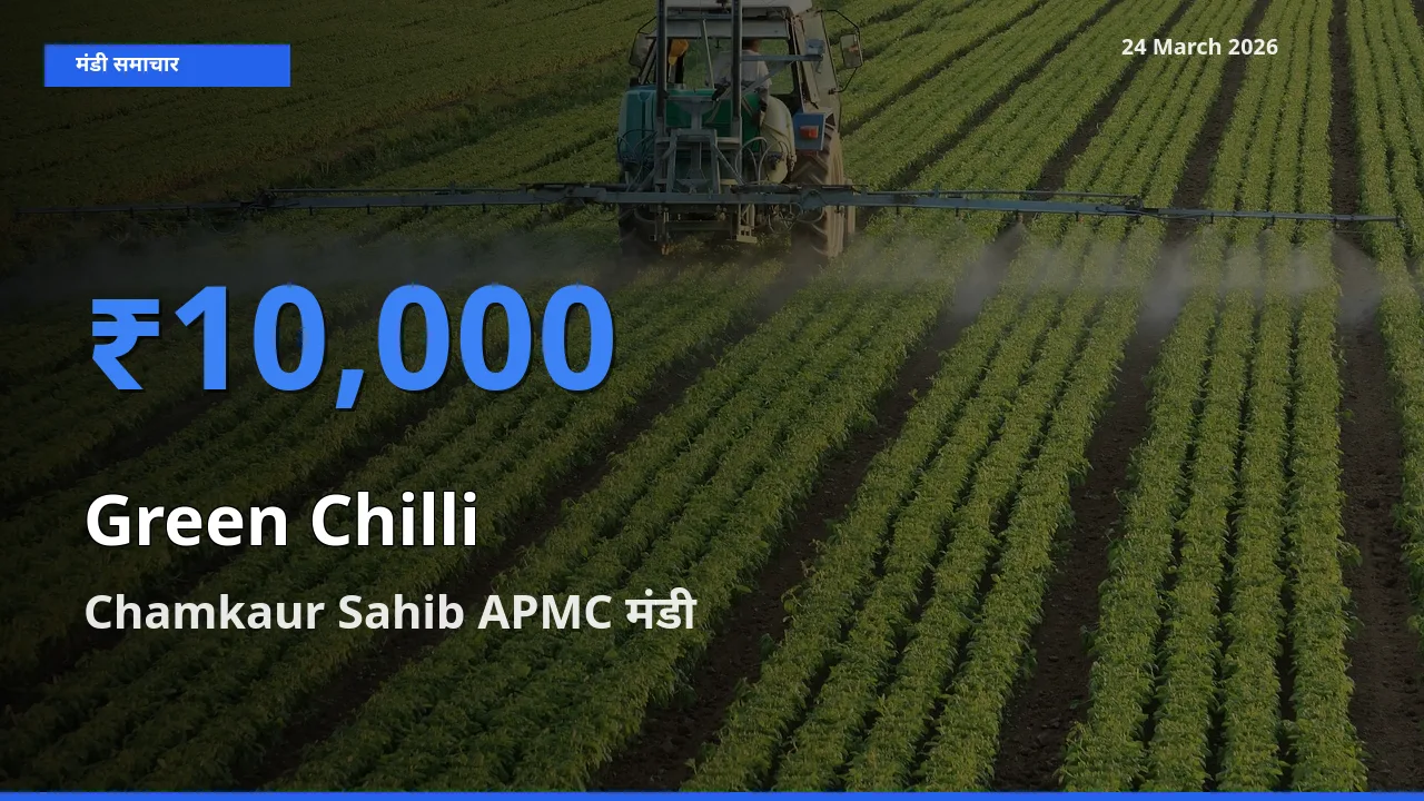 Chamkaur Sahib APMC मंडी में आज हरी मिर्च के सबसे ऊँचे दाम दर्ज