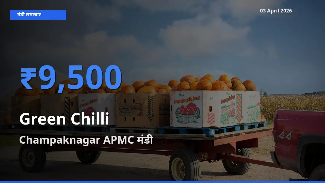 Champaknagar APMC मंडी में आज हरी मिर्च के सबसे ऊँचे दाम दर्ज