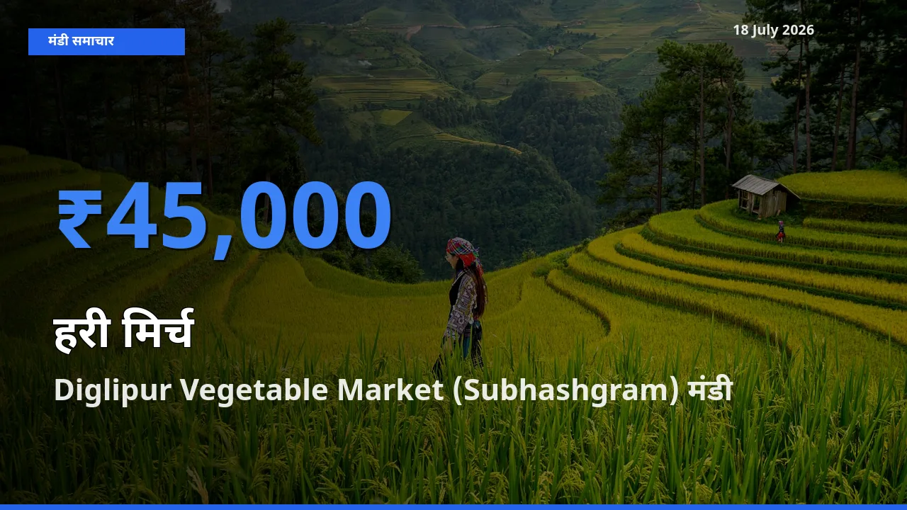 Diglipur Vegetable Market (Subhashgram) मंडी में आज हरी मिर्च के सबसे ऊँचे दाम दर्ज