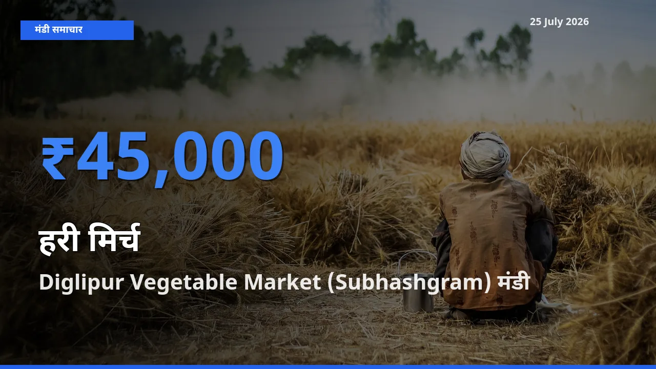 किसानों की पसंद बना Diglipur Vegetable Market (Subhashgram), हरी मिर्च के सबसे अच्छे दाम