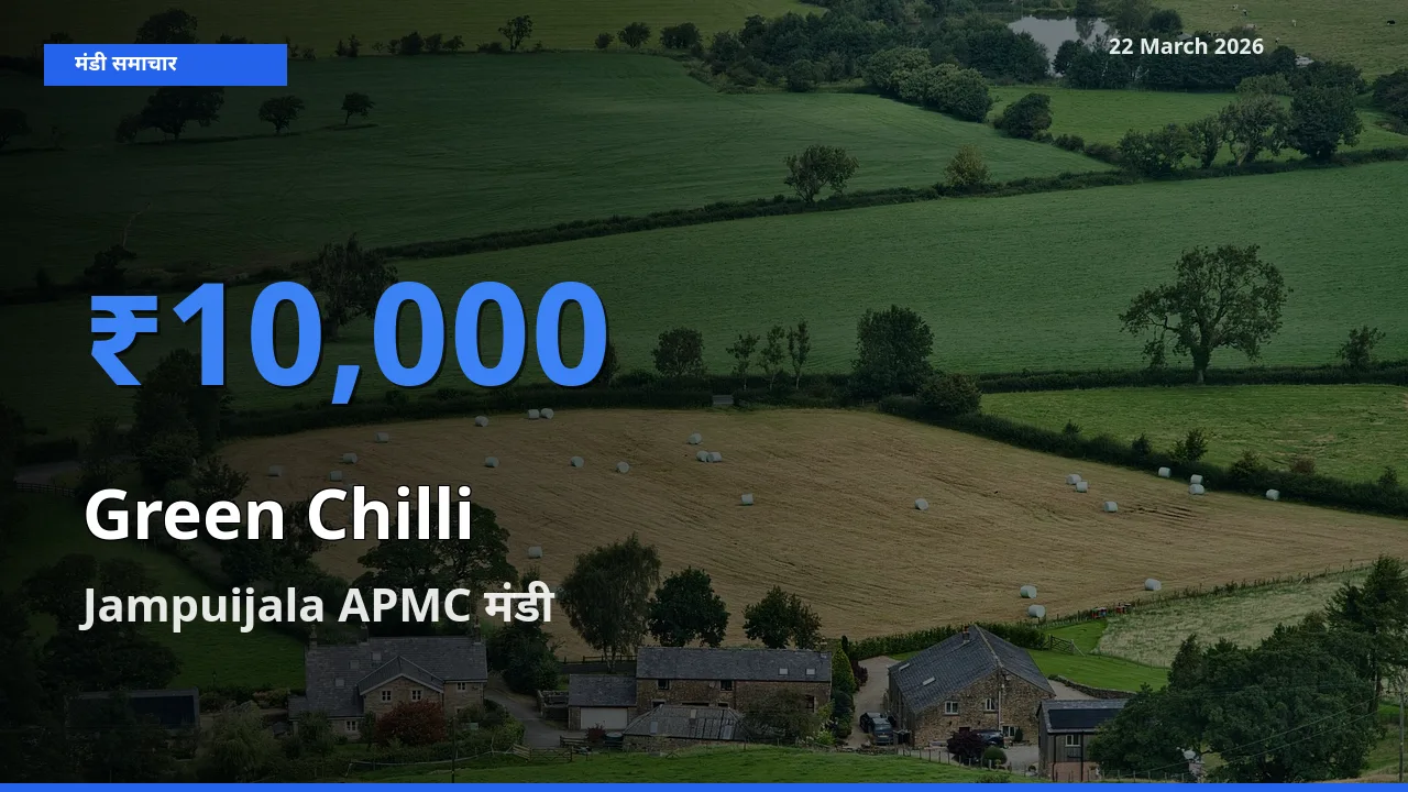 Jampuijala APMC मंडी में आज हरी मिर्च के सबसे ऊँचे दाम दर्ज