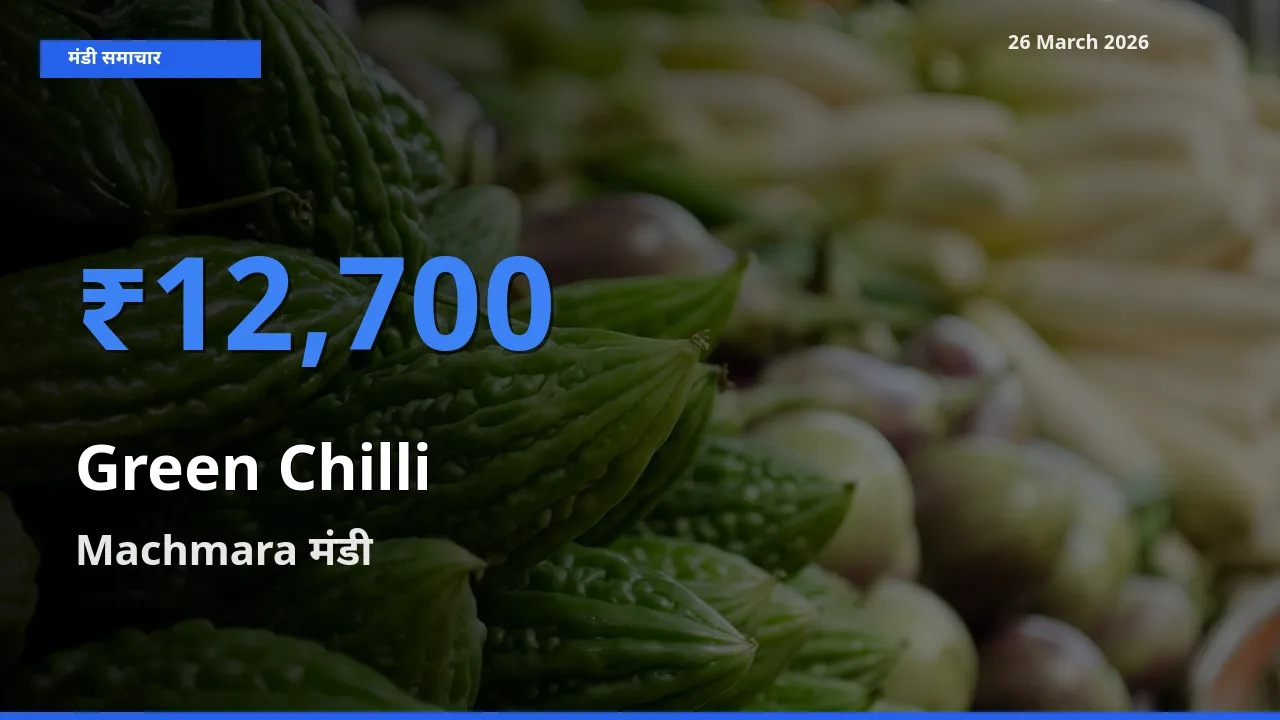 Machmara में हरी मिर्च का आज सबसे ऊँचा भाव