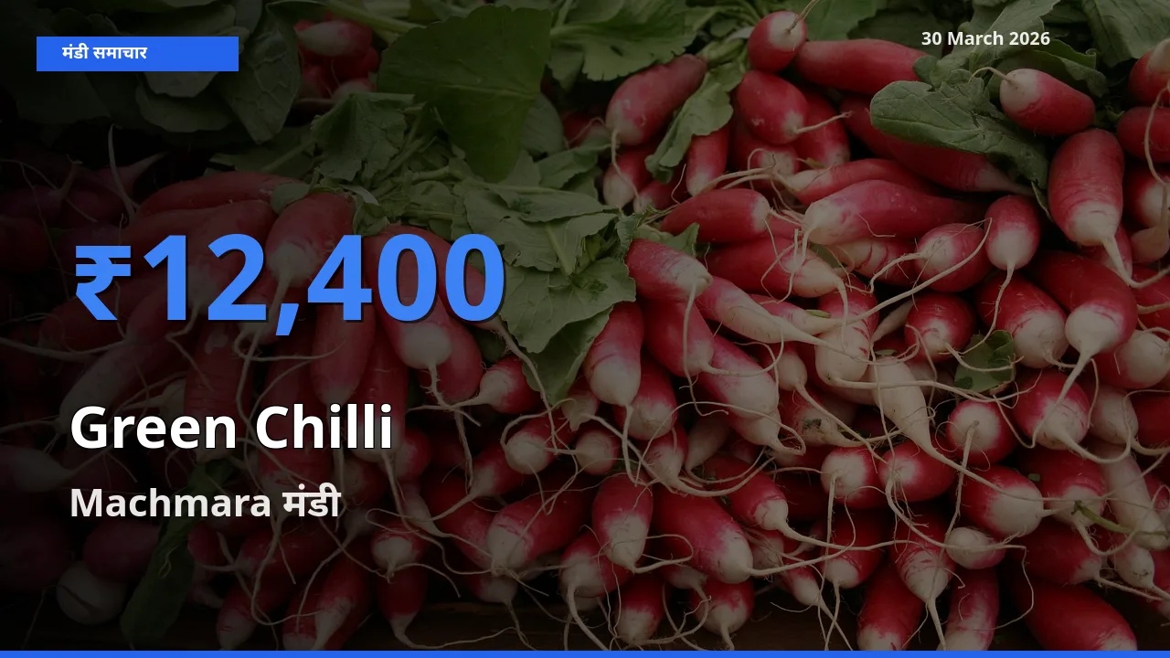 Machmara मंडी में हरी मिर्च ₹12,400 पर पहुँचा – आज का सर्वोच्च भाव