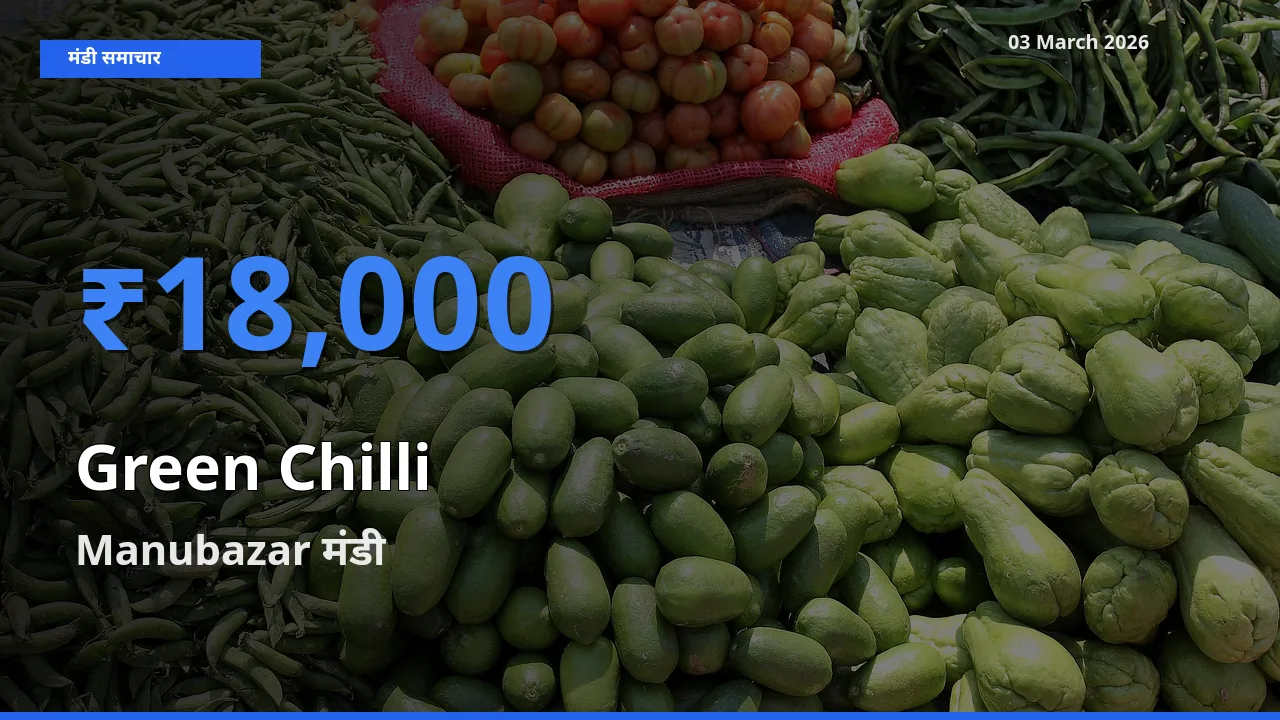 आज का मंडी भाव: हरी मिर्च के सबसे ज़्यादा दाम Manubazar में