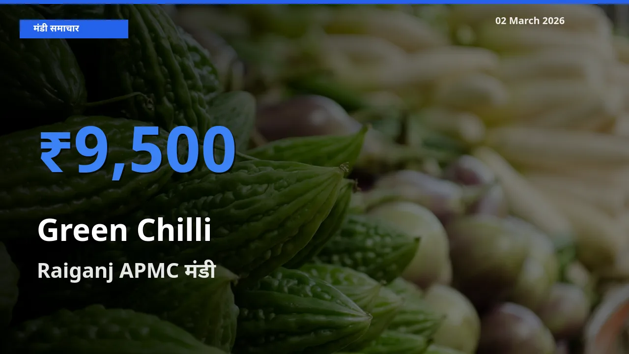 02 March अपडेट: Green Chilli के सबसे ऊँचे दाम Raiganj APMC मंडी में