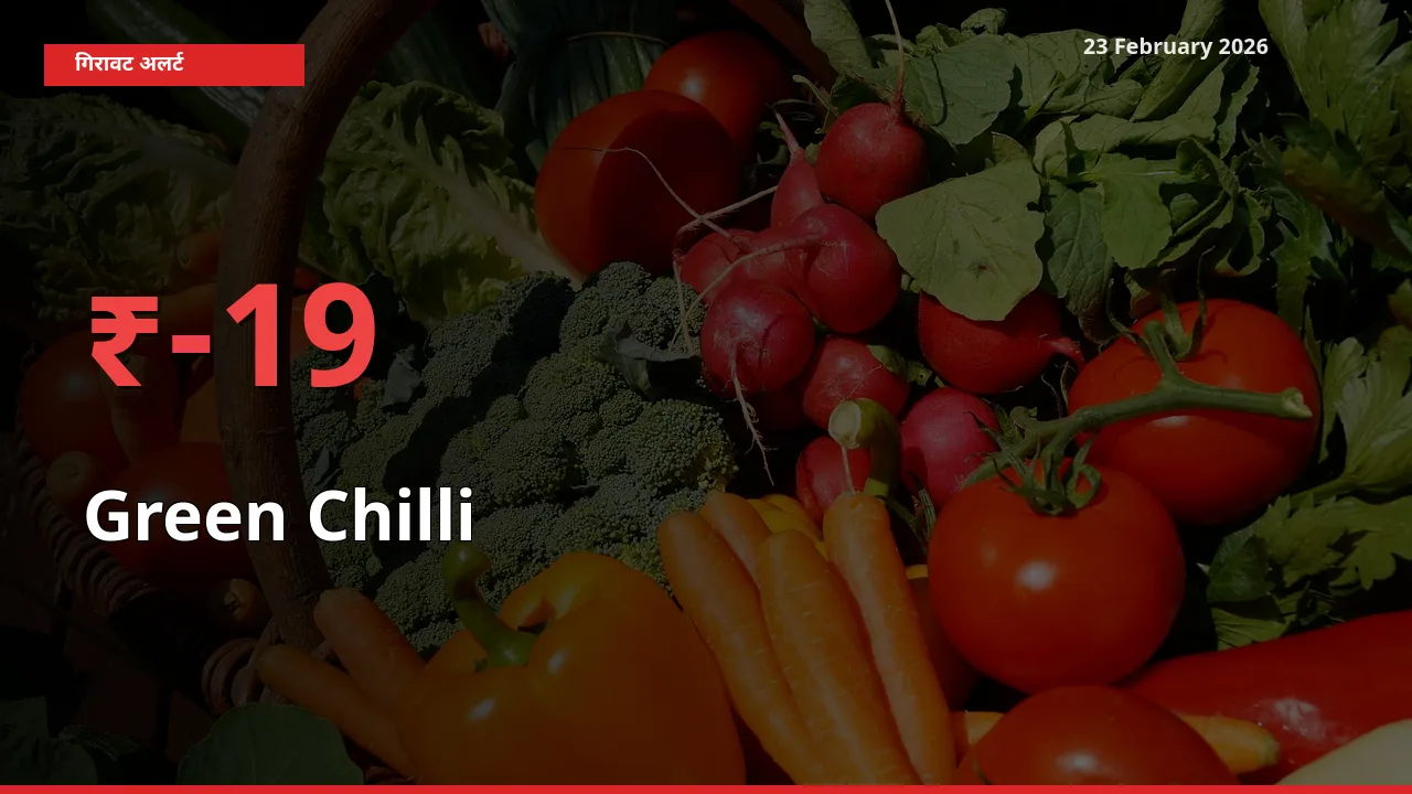 स्थानीय मंडी में Green Chilli के दाम अचानक 18.75% गिरे, किसानों की चिंता बढ़ी