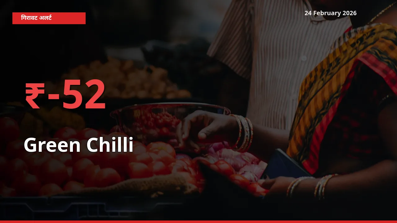 Green Chilli के दाम प्रमुख मंडी में 51.74% गिरे, 24 घंटे में बड़ा बदलाव