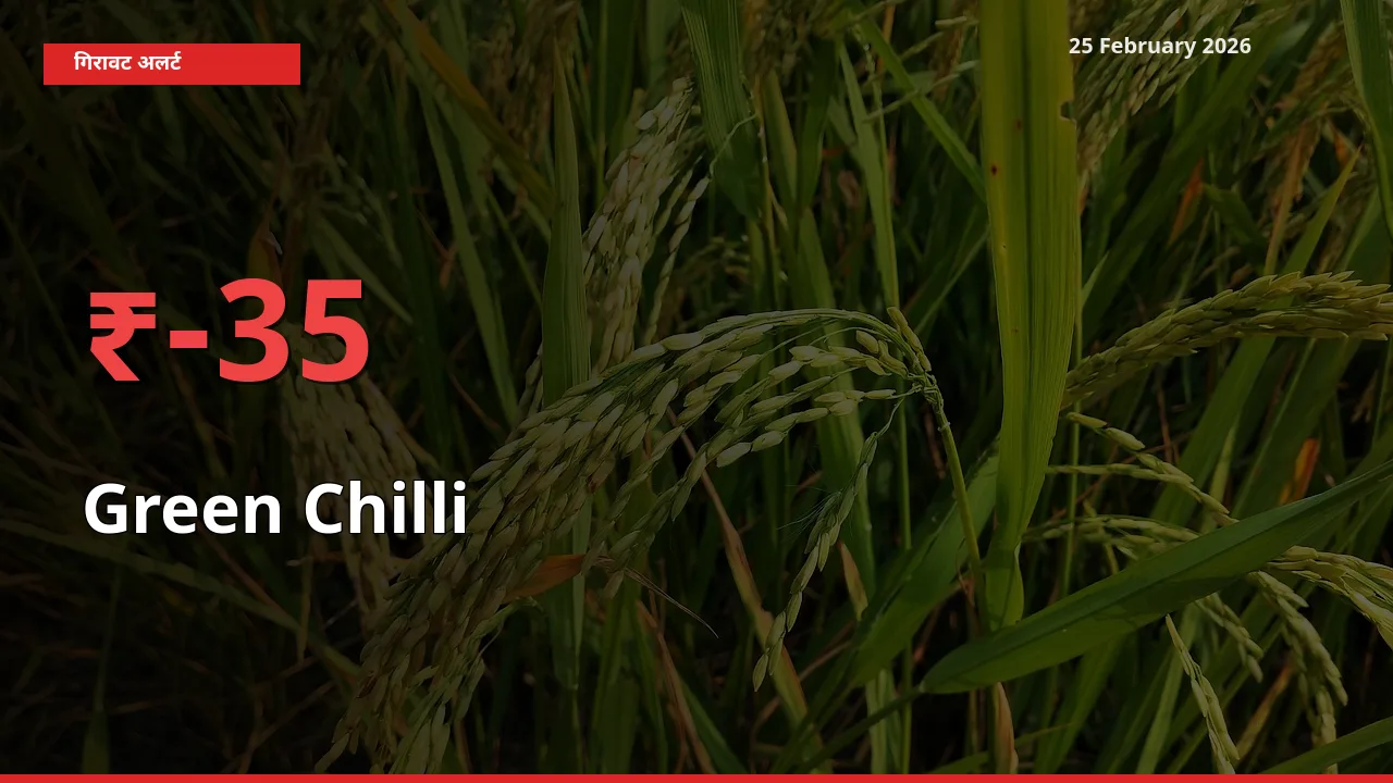 आज का मंडी भाव: Green Chilli के दाम मंडी में 34.7% नीचे