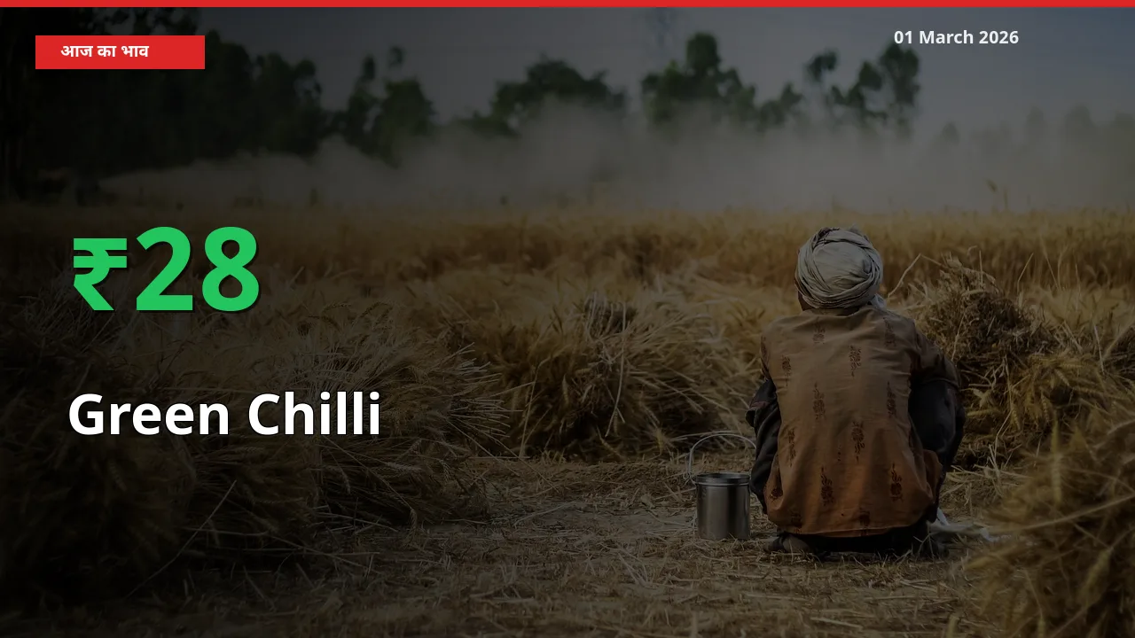 Green Chilli के दाम प्रमुख मंडी में 28.44% बढ़े, 24 घंटे में बड़ा बदलाव