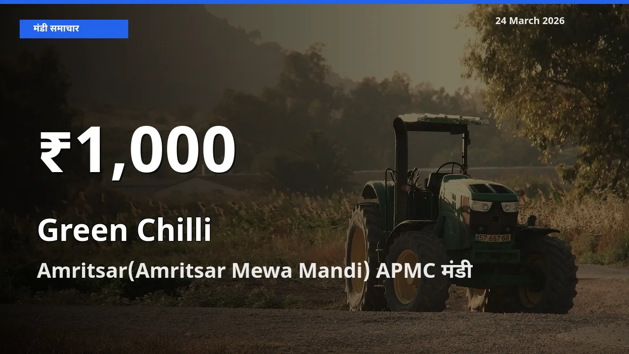 हरी मिर्च के दाम 30 दिनों के सबसे निचले स्तर पर, Amritsar(Amritsar Mewa Mandi) APMC