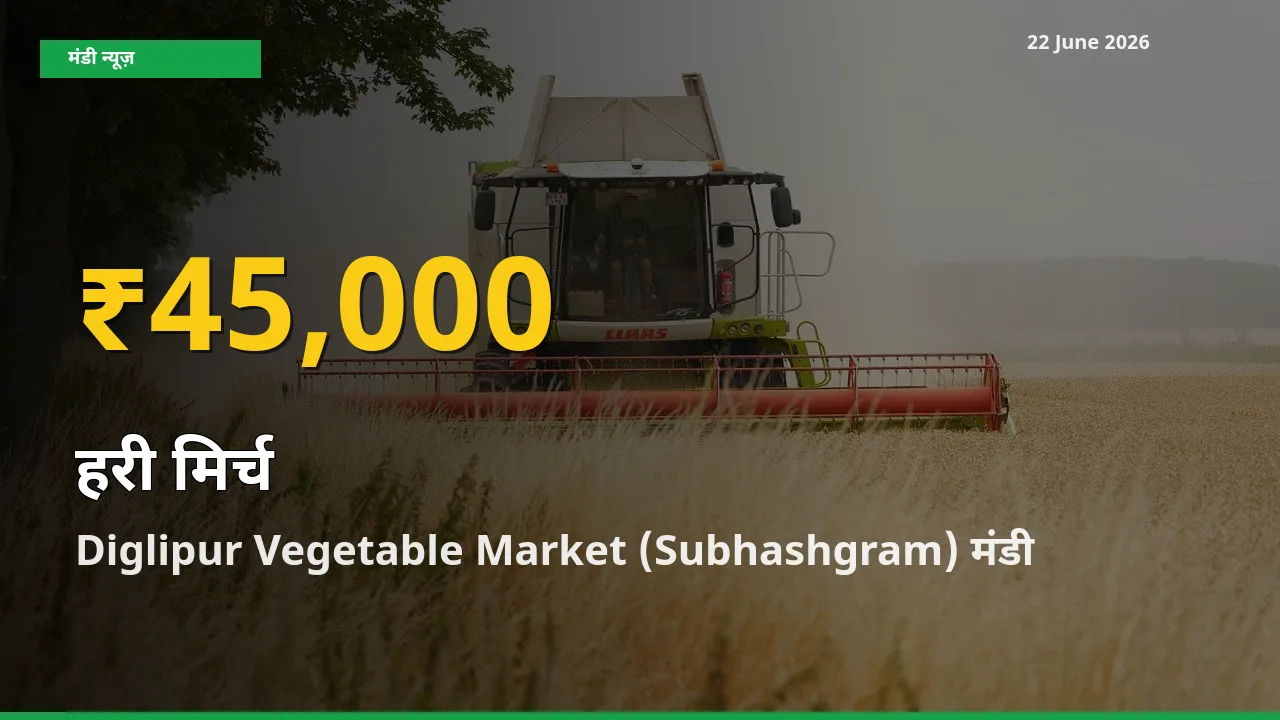 आज Diglipur Vegetable Market (Subhashgram) में हरी मिर्च के दाम रिकॉर्ड स्तर पर, ताज़ा मंडी भाव जानें