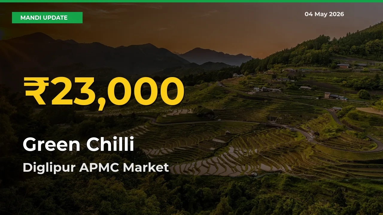 Green Chilli Price Rally Continues – Diglipur APMC Hits Fresh High Today