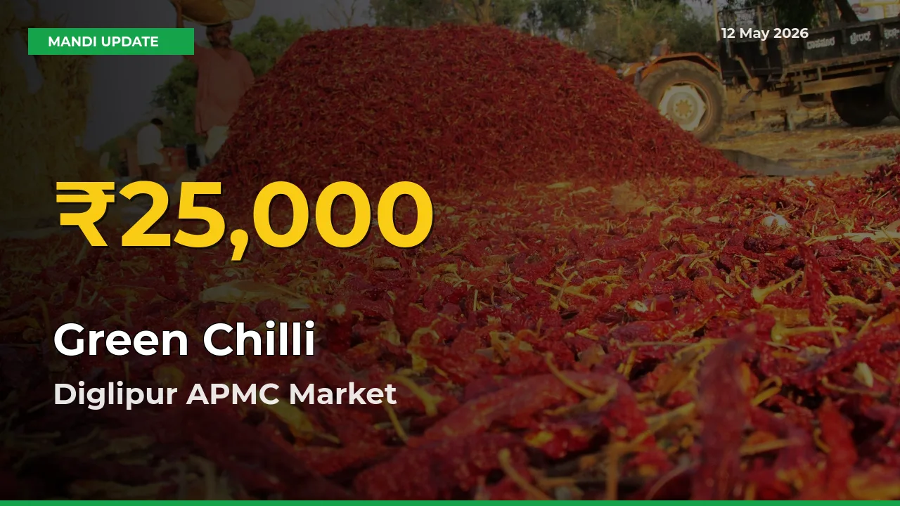 Farmers Benefit as Green Chilli Rate Touches New High in Diglipur APMC