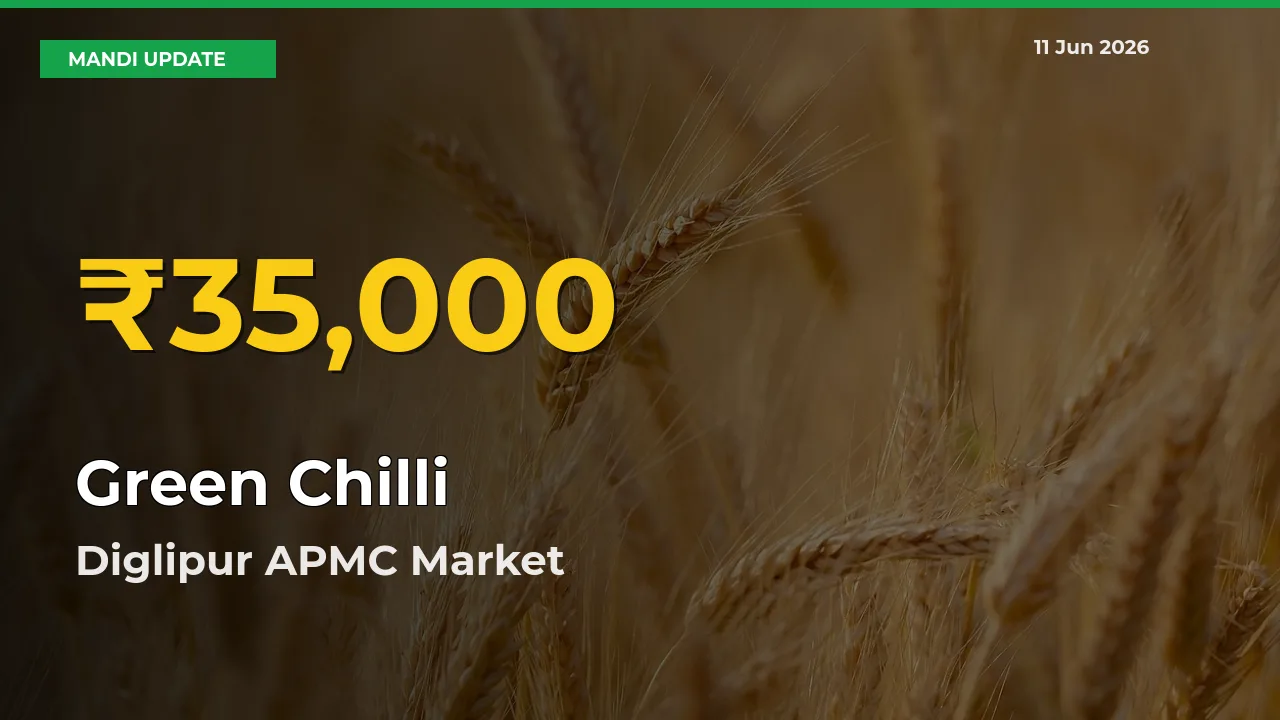 Green Chilli Price Hits New High in Diglipur APMC Today – Check Latest Mandi Rates