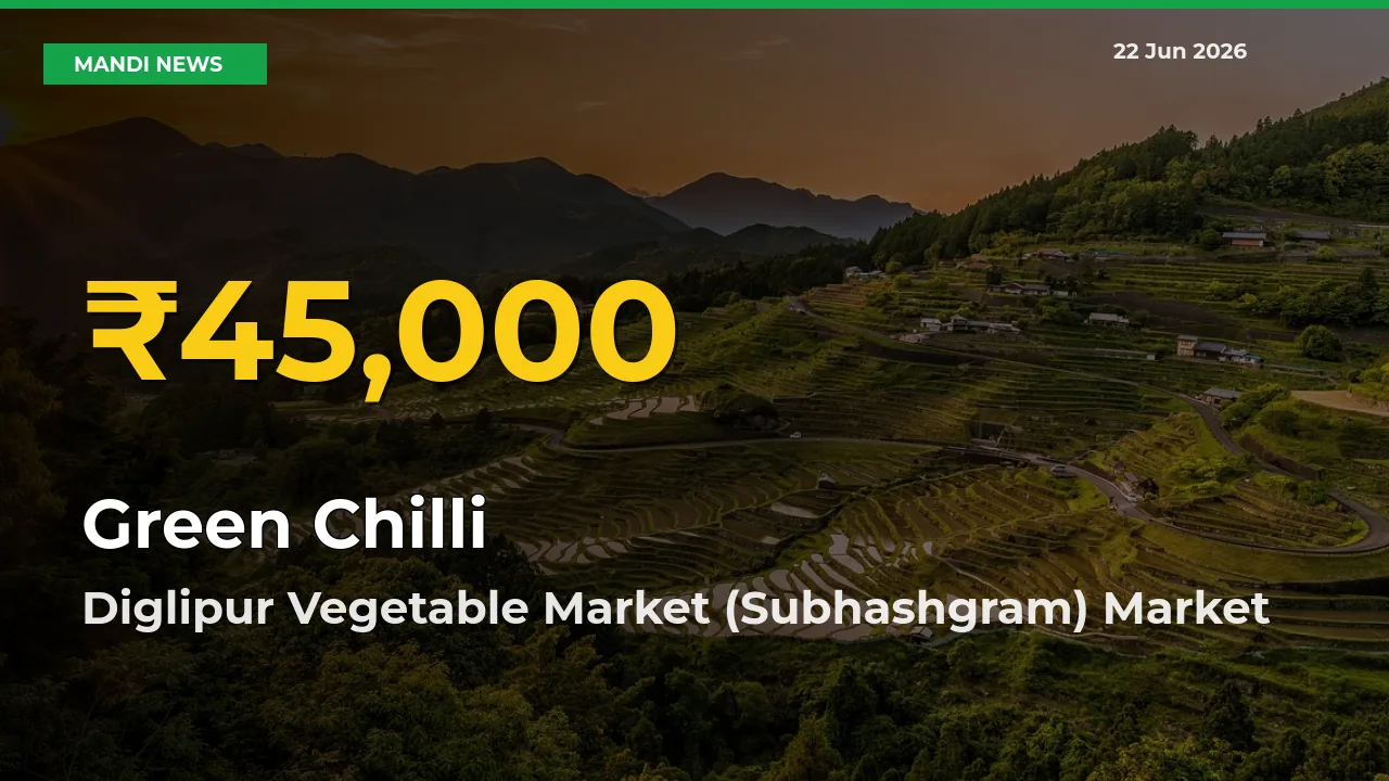 Green Chilli Price Rally Continues – Diglipur Vegetable Market (Subhashgram) Hits Fresh High Today