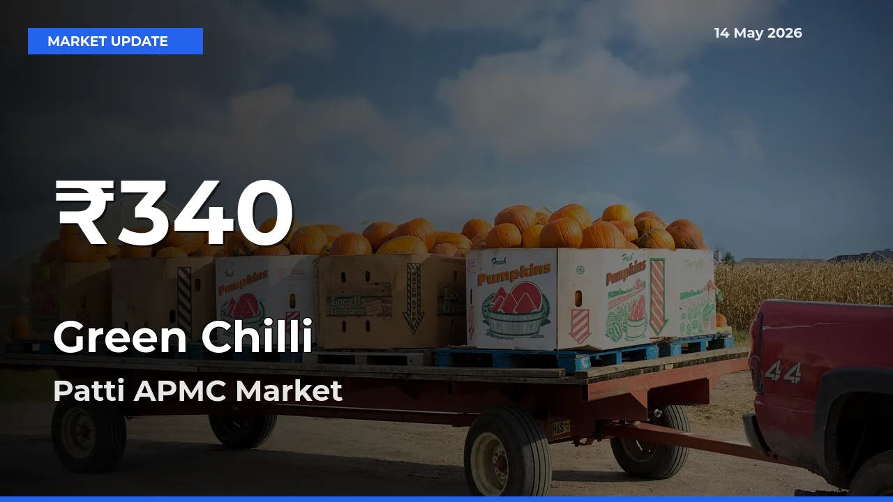 Sharp Fall! Green Chilli Prices Drop to 30-Day Low in Patti APMC