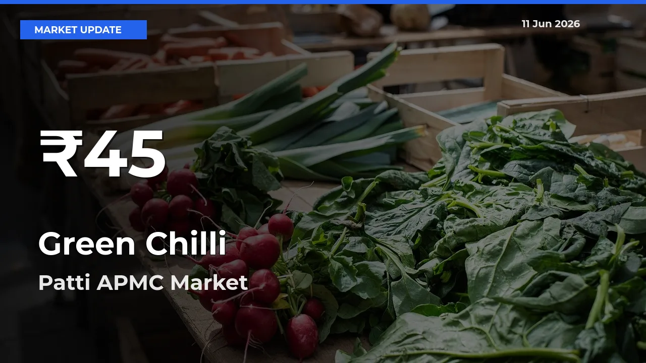 Big Drop! Green Chilli Slides to 30-Day Low at Patti APMC
