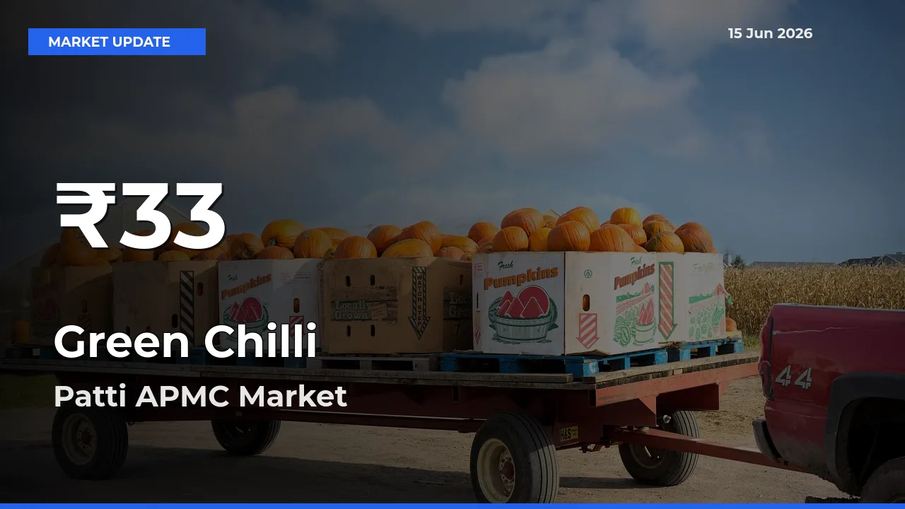 Green Chilli Falls to ₹33 in Patti APMC – 30-Day Lowest Rate