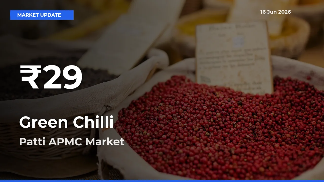 Green Chilli Falls to ₹29 in Patti APMC – 30-Day Lowest Rate