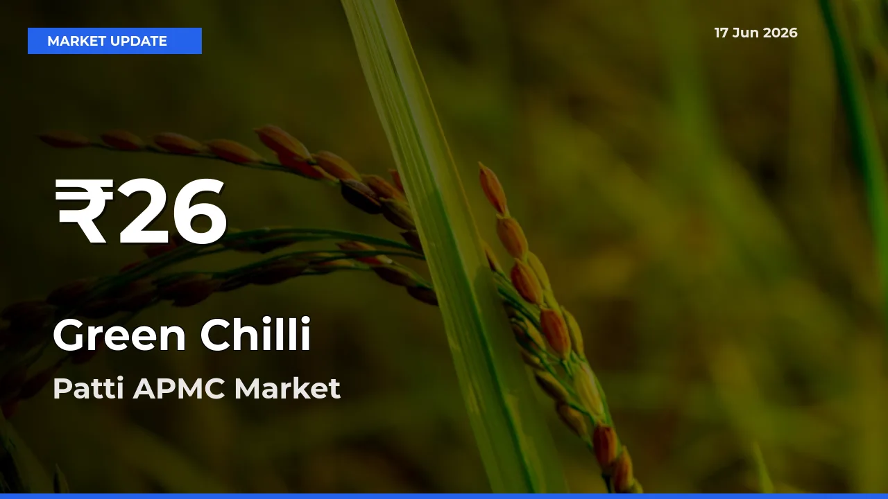 Why Green Chilli Prices Slumped in Patti APMC – 30-Day Low Today