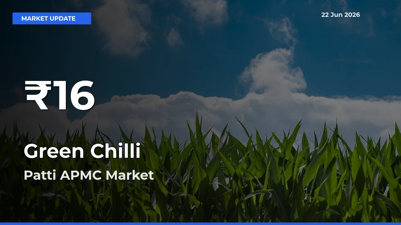 Green Chilli Hits 30-Day Low in Patti APMC