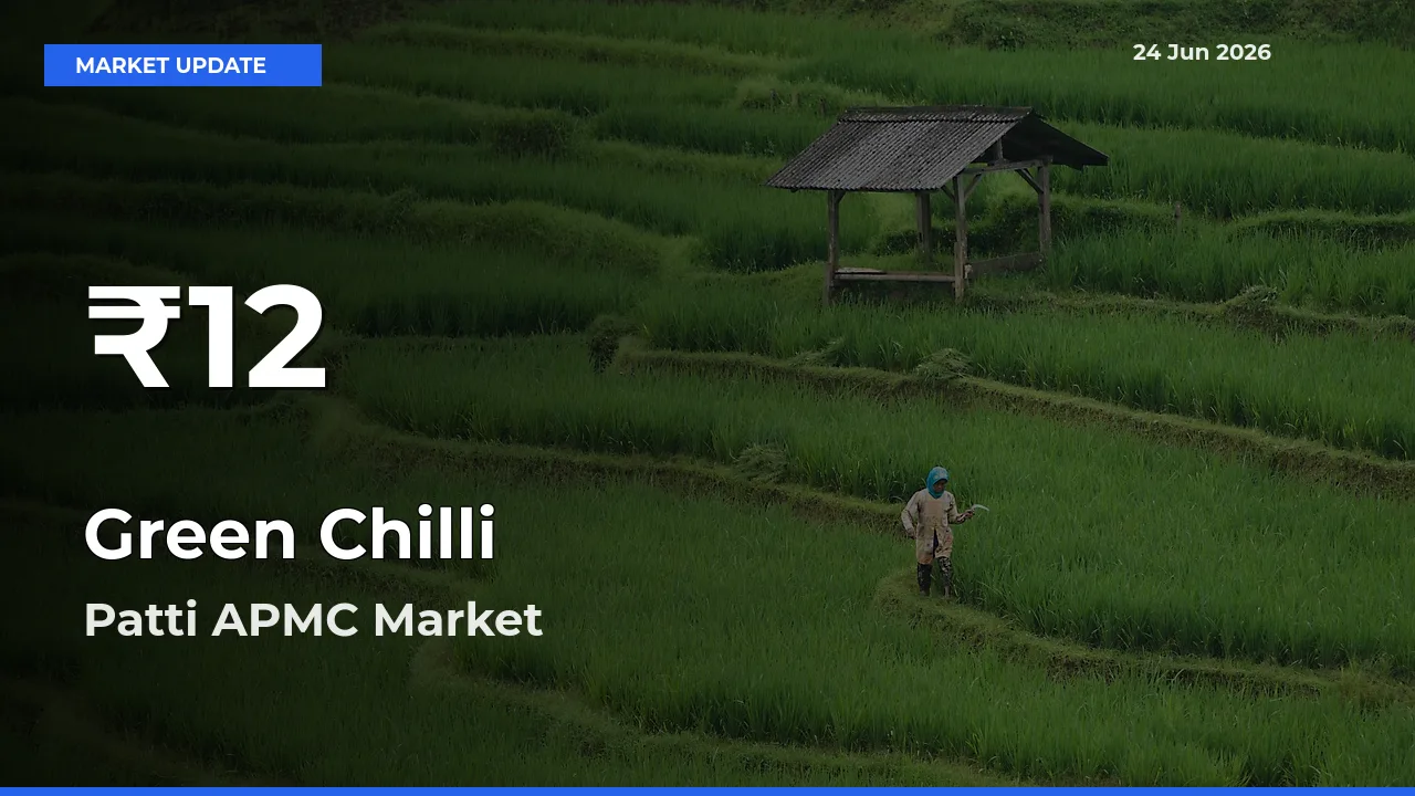 Green Chilli Mandi Rate Today: 30-Day Low Recorded in Patti APMC