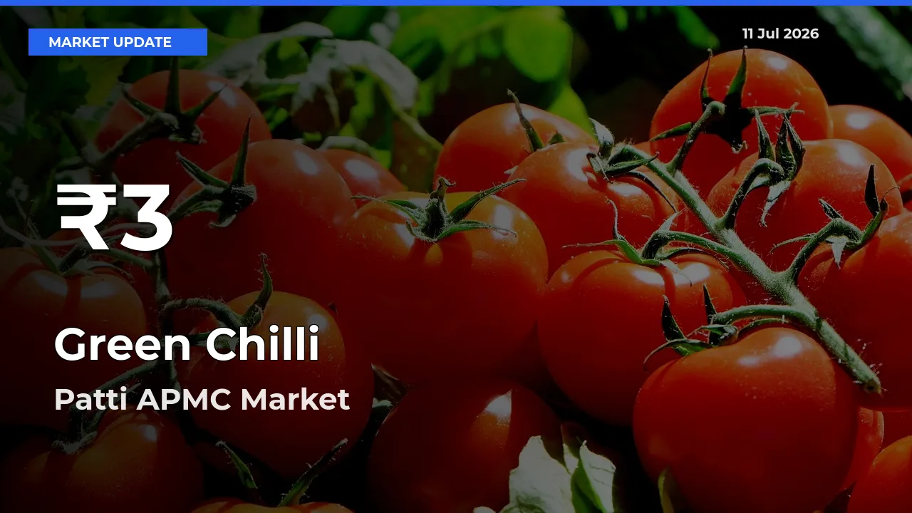 Big Drop! Green Chilli Slides to 30-Day Low at Patti APMC