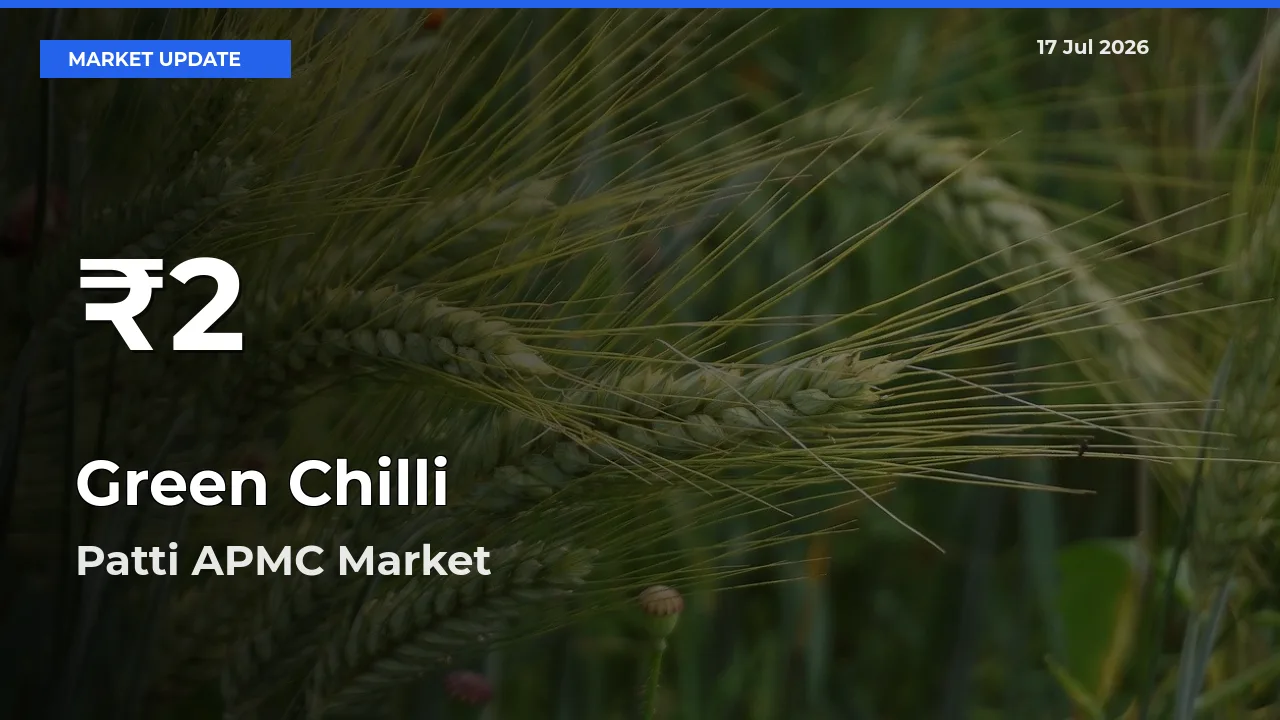 Sharp Fall! Green Chilli Prices Drop to 30-Day Low in Patti APMC